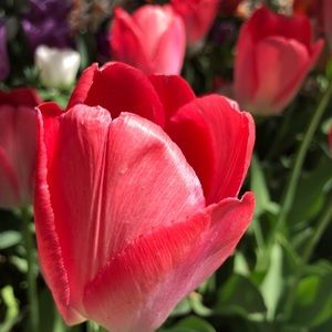 Meet your Posher, Pie